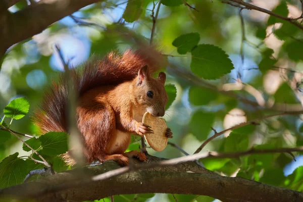 Kızıl Saçlı Bir Avrupalı Sincap Ormanda Ceviz Yiyor — Stok fotoğraf