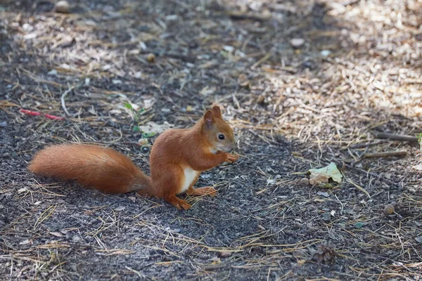 Red Haired European Squirrel Eats Walnut Forest — Stock Photo, Image