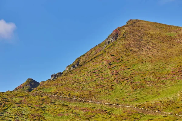 alan dağlarda yaz aylarında çiçek açan papatyalar