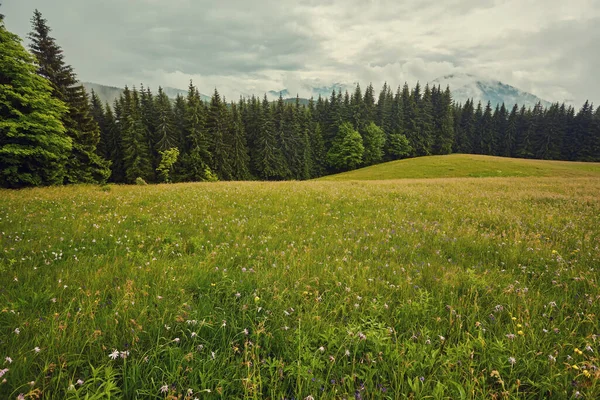 Panoramatický Pohled Idylické Horské Scenérie Alpách Čerstvými Zelenými Loukami Květu — Stock fotografie