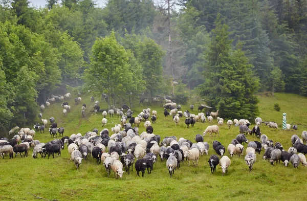 Panorama Krajiny Stádem Ovcí Pasou Zelených Pastvinách Horách Mladé Bílé — Stock fotografie