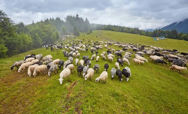 파노라마와 필드는 Carpathians의 가축에서 산에서 우유와 농업에 — 스톡 사진