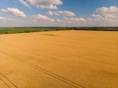 Yükseklikten buğday tarlası, üst görünüm, İHA tarafından fotoğraflanmış.
