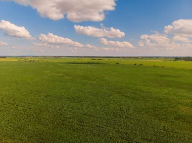 Ayçiçeği tarlasında ayçiçekleri. Doğal arkaplan