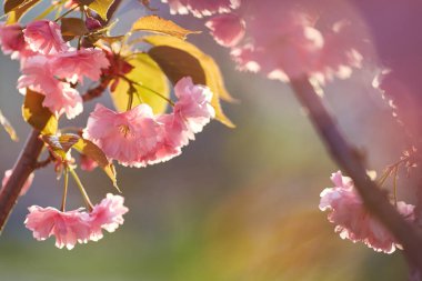 Koyu pembe çiçek tomurcukları ve patlayan genç çiçekleriyle güzel Japon kiraz çiçekleri. Bokeh özgeçmişi. Hayal kurmak için sığ alan derinliği.