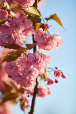 Pembe çiçekli bahar arkaplanı. Çiçekli sakura ağacıyla güzel bir doğa sahnesi. Sığ alan derinliği.