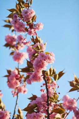 Mavi gökyüzüne karşı Sakura 'nın açık pembe çiçekleri. Yüzeyin derinliği. Seçici odak.