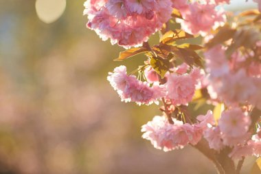 Pembe çiçekli bahar arkaplanı. Çiçekli sakura ağacıyla güzel bir doğa sahnesi. Sığ alan derinliği.
