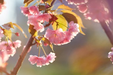 Pembe çiçekli bahar arkaplanı. Çiçekli sakura ağacıyla güzel bir doğa sahnesi. Sığ alan derinliği.