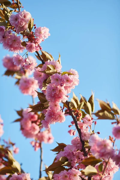 Bellissimo Fiore Ciliegio Giapponese Con Boccioli Fiori Rosa Intenso Giovani — Foto Stock