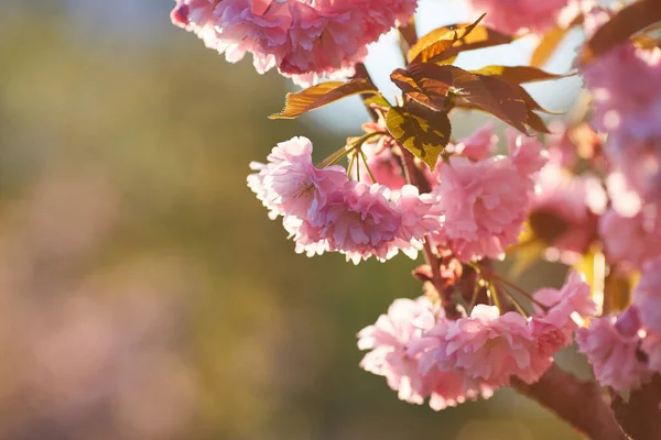 Красивый Японский Цветок Вишни Глубокими Розовыми Цветочными Бутонами Молодыми Бумом — стоковое фото