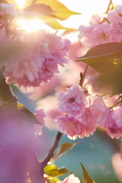 Pembe Çiçekli Bahar Arkaplanı Çiçekli Sakura Ağacıyla Güzel Bir Doğa — Stok fotoğraf