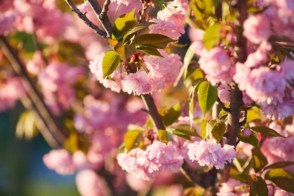 Light Pink Flowers Sakura Blu Sky Shallow Depth Field Selective — Stock Photo, Image