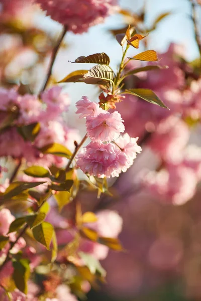 Světle Růžové Květy Sakury Proti Bleskové Obloze Mělká Hloubka Pole — Stock fotografie