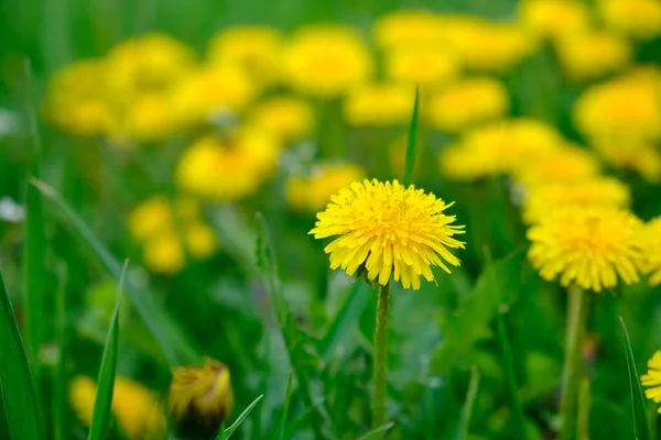 Dandelions Amarelos Grama Verde Dia Ensolarado Flores Primavera — Fotografia de Stock