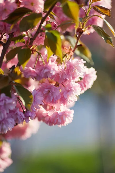 Light Pink Flowers Sakura Blu Sky Shallow Depth Field Selective — Stock Photo, Image