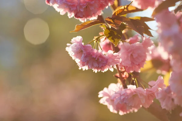 Mavi Gökyüzüne Karşı Sakura Nın Açık Pembe Çiçekleri Yüzeyin Derinliği — Stok fotoğraf