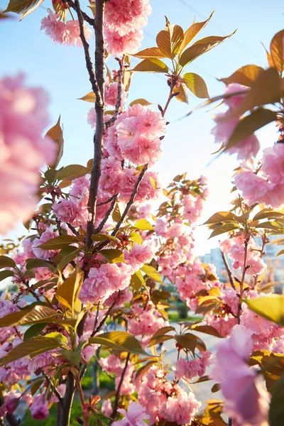 Fiori Rosa Chiaro Sakura Contro Cielo Blu Profondità Campo Ridotta — Foto Stock