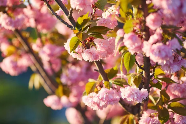 Bellissimo Fiore Ciliegio Giapponese Con Boccioli Fiori Rosa Intenso Giovani — Foto Stock