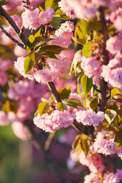 Fiori Rosa Chiaro Sakura Contro Cielo Blu Profondità Campo Ridotta — Foto Stock
