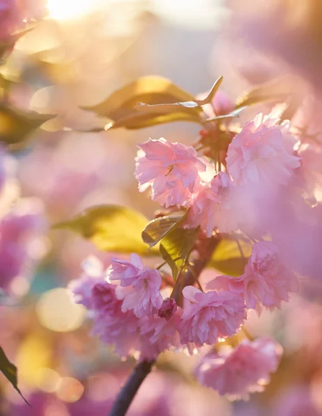 Fond Printanier Avec Fleur Rose Belle Scène Nature Avec Arbre — Photo