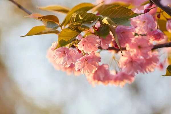 Fiori Rosa Chiaro Sakura Contro Cielo Blu Profondità Campo Ridotta — Foto Stock