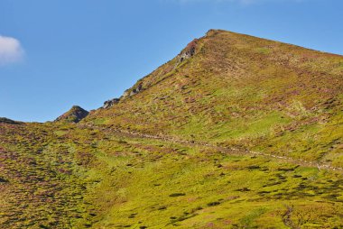 alan dağlarda yaz aylarında çiçek açan papatyalar