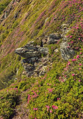 Rhododendron çiçekleri yaz mevsiminde dağları kaplamıştı. Ön planda parlayan turuncu gün ışığı. Peyzaj fotoğrafçılığı