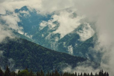 Sabah sisinde ağaçlar dağda. Ladin ağaçları