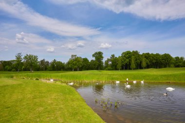 kuşlar su, ördekler ve kuğuları sazlık civarında bir gölet ve arka planda yeşil çim yüzen ile bir göl vardır yaprak döken ağaçlar.