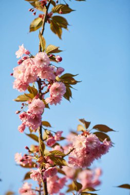 Pembe çiçekli bahar arkaplanı. Çiçekli sakura ağacıyla güzel bir doğa sahnesi. Sığ alan derinliği.