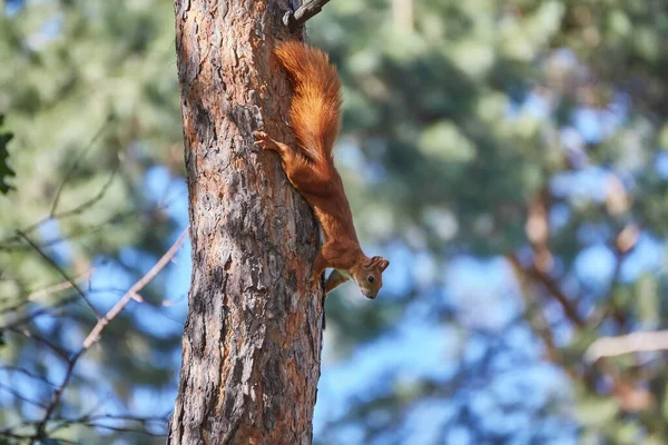 Ağaç Gövdesinde Küçük Tüylü Bir Sincap Kemirgen Pençelerinde Fındık Tutuyor — Stok fotoğraf