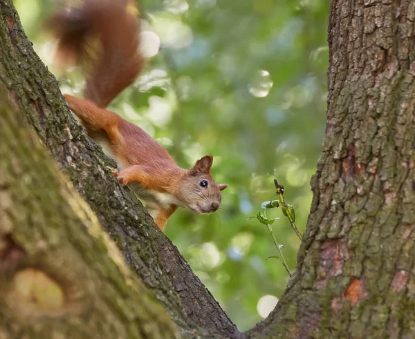 Red Haired European Squirrel Eats Walnut Forest — Stock Photo, Image