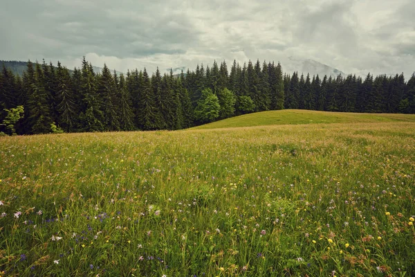 Oblast Sedmikrásky Kvetou Horách Létě — Stock fotografie