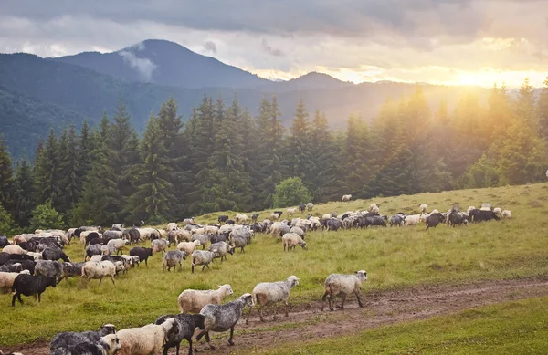 Високо Горах Захід Сонця Пастухи Пасуть Худобу Серед Панорама Диких — стокове фото