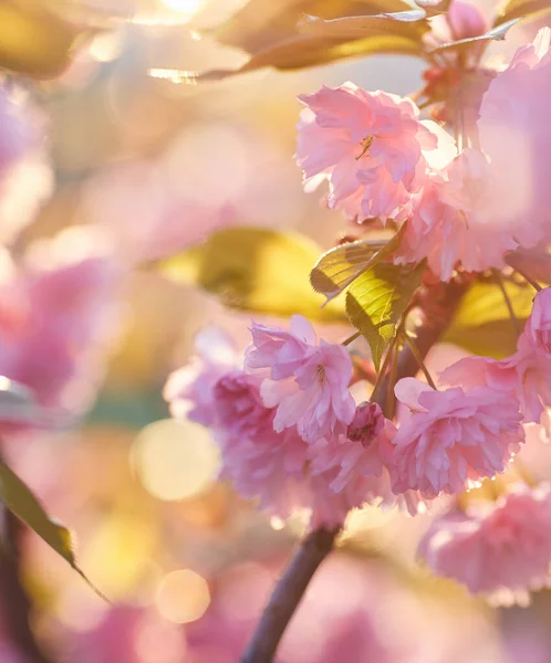 Fondo Primavera Con Flor Rosa Hermosa Escena Naturaleza Con Árbol — Foto de Stock