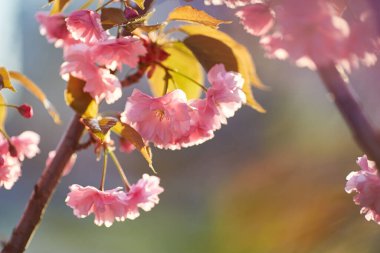 Mavi gökyüzüne karşı Sakura 'nın açık pembe çiçekleri. Yüzeyin derinliği. Seçici odak.