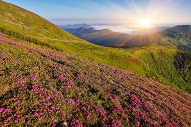 Orman çiçekleri olan yaz manzarası. Dağlarda güzel bir gökyüzü ile akşam. Pembe çiçeklerin olduğu bir yer. Renk tonu