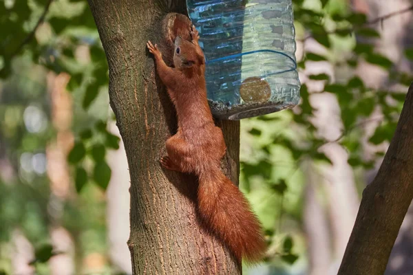 Red Haired European Squirrel Eats Walnut Forest — Stock Photo, Image