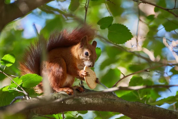 Red Haired European Squirrel Eats Walnut Forest — Stock Photo, Image