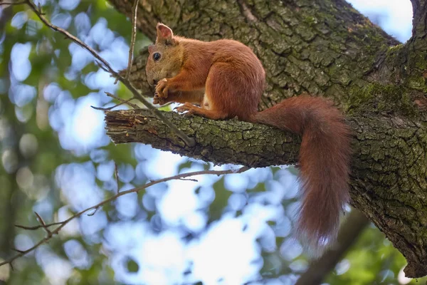 Červenovlasá Evropská Veverka Ořechy Lese — Stock fotografie