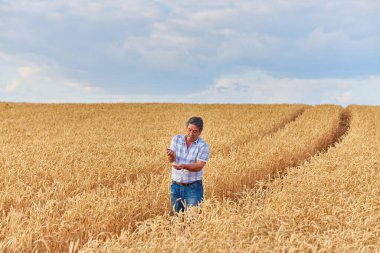 Mutlu çiftçi buğday tarlasında gururla duruyor. Agronomist şirket üniforması giyiyor, çiftlik arazisindeki kameralara bakıyor. Zengin ekili tahıl hasadı.