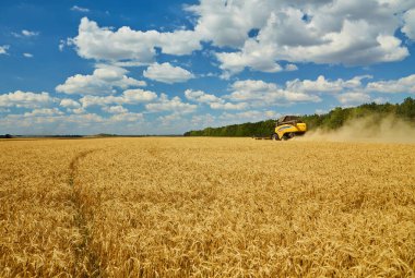 Combine harvester working on a wheat field. Seasonal harvesting the wheat. Agriculture.