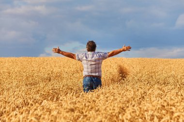 buğday alanında ayakta, kırpma seyir çiftçi