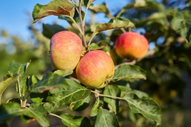 Sonbahar günü. Kırsal bahçe. Çerçevede olgunlaşmış kırmızı elmalar bir ağaçta. Ukrayna 'da fotoğraflanmış yağmur yağıyor.,