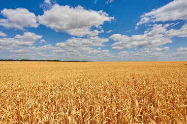 Bir tarlada yetişen sarı tahıllar hasat için hazır.