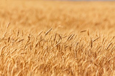 İnanılmaz tarım günbatımı manzarası. Büyüyen doğa hasadı. Buğday tarlası doğal ürünü. Altın buğday kulakları yakında. Kırsal kesimde güneş ışığı altında. Olgunlaşan manzara kulaklarının yaz arkaplanı.