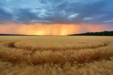 Bir tarlada yetişen sarı tahıllar hasat için hazır.