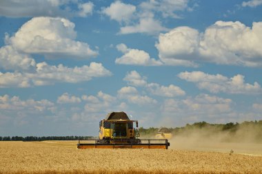 Hasat Makinesi Kesme Buğday, Bulutlar ile mavi gökyüzü altında sonsuz Alanlar Yaz Manzara birleştirin