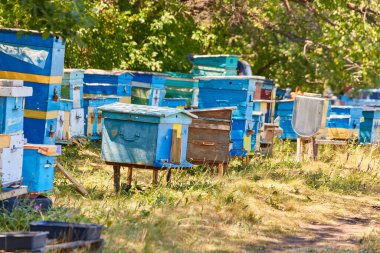Arılar kanıtlardan olan ormanın içinde bir açıklıkta